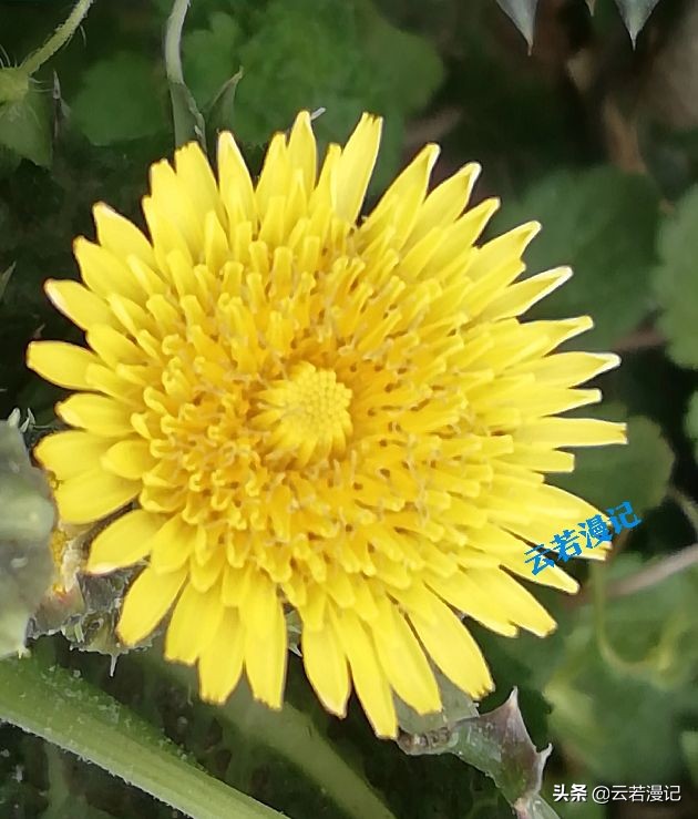 田园春色原创,春天田园春色