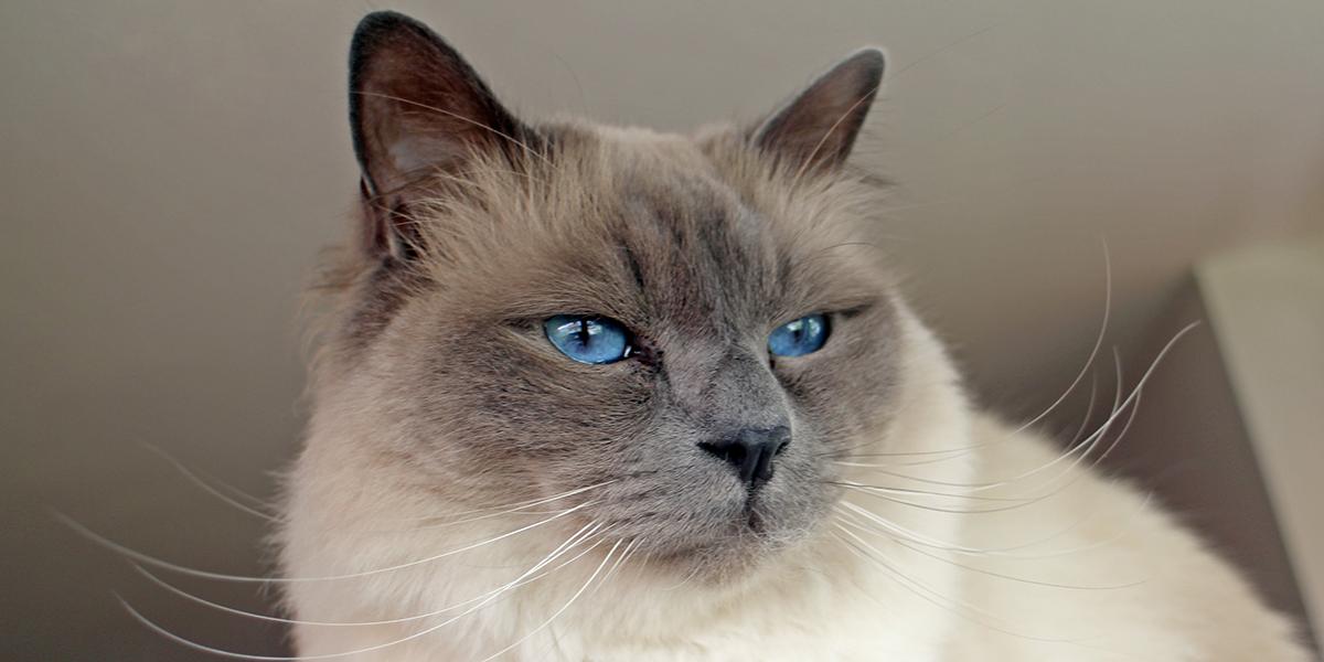 不建议入手的品种猫咪图片,猫咪品种波斯猫