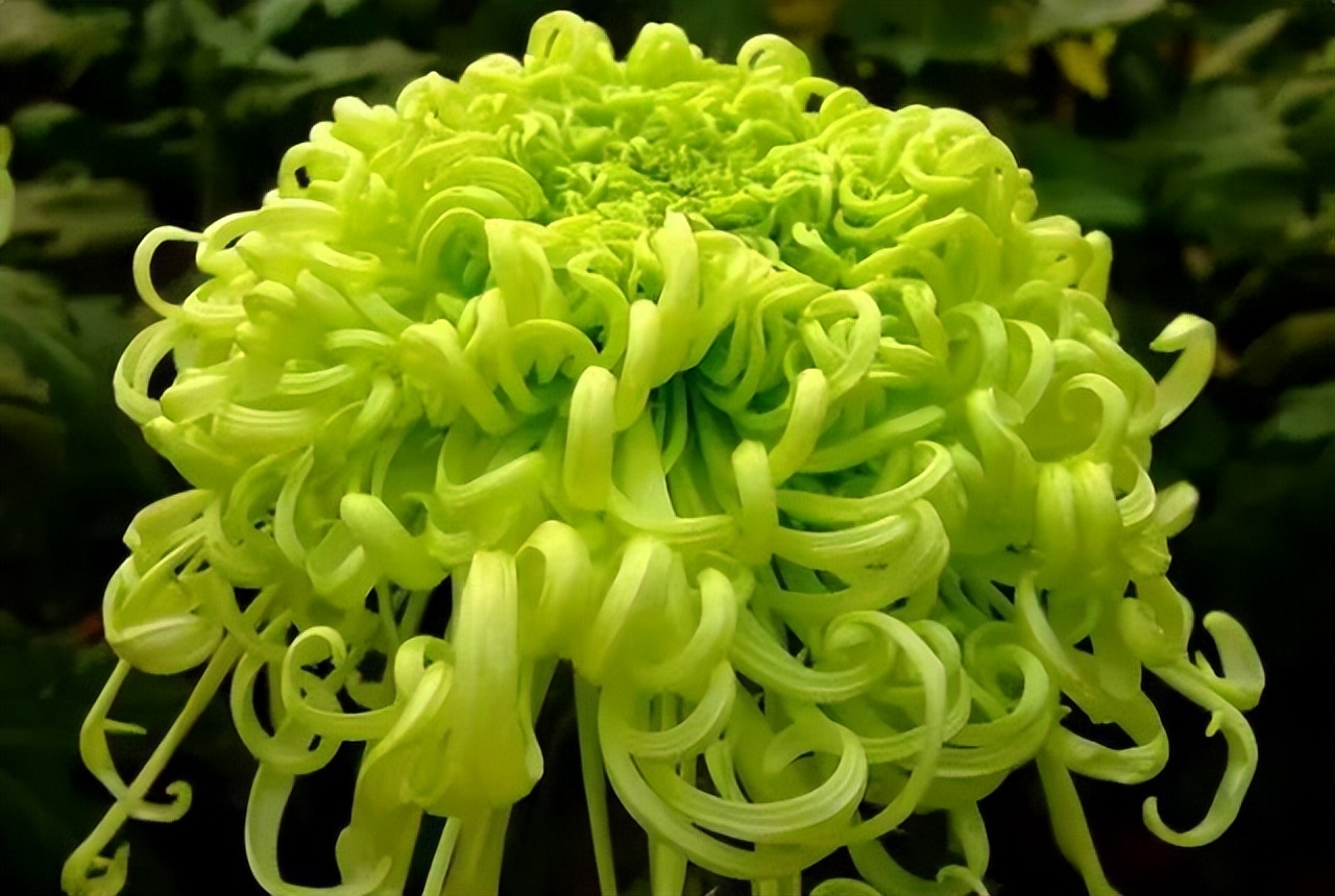 中国十大名花排行榜及图片,中国十大名花明细