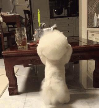 比熊死前的预兆,比熊的6个表现