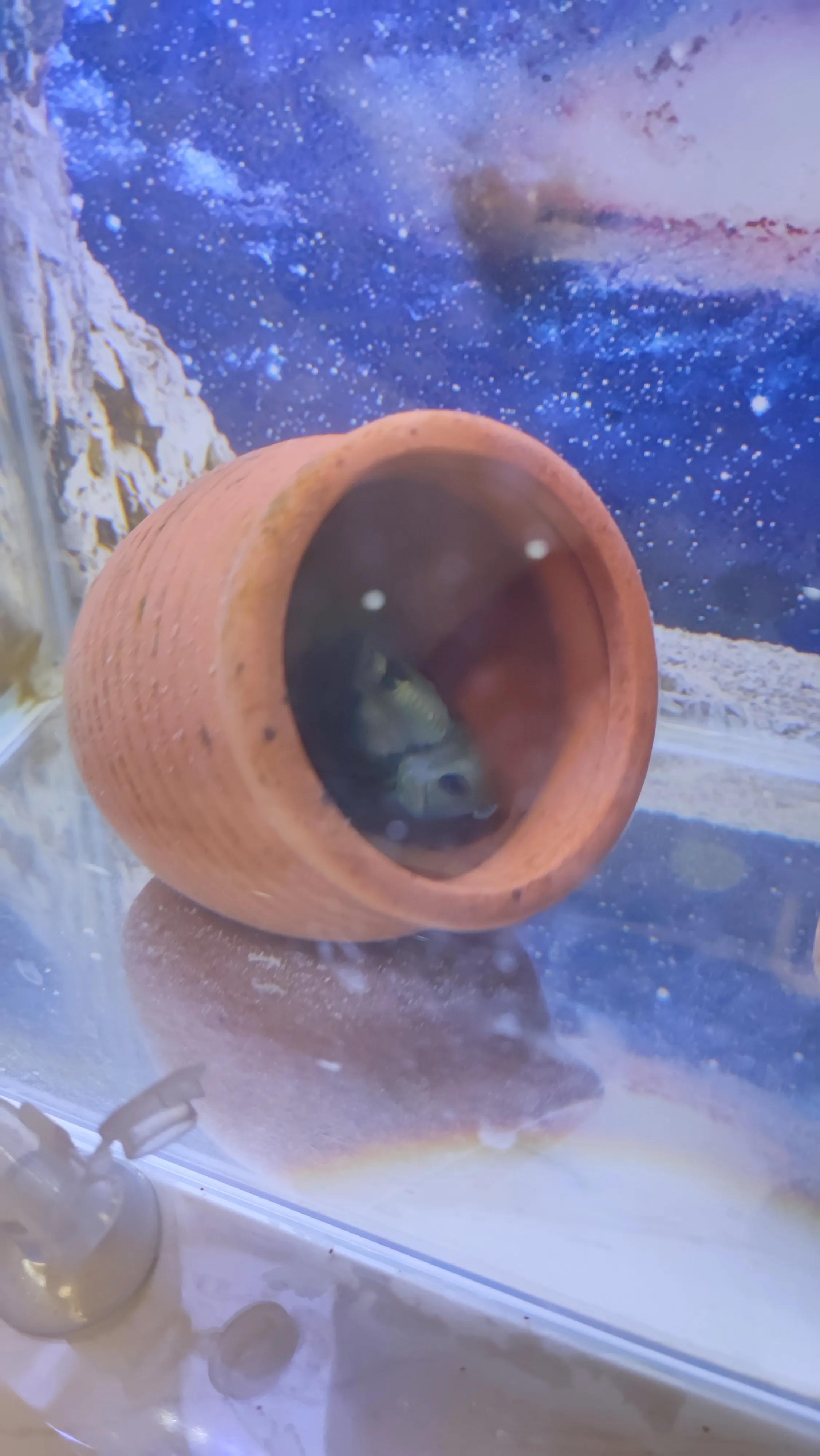 养鱼新手入门鹦鹉鱼,迷你鹦鹉鱼饲养温度养鱼老道