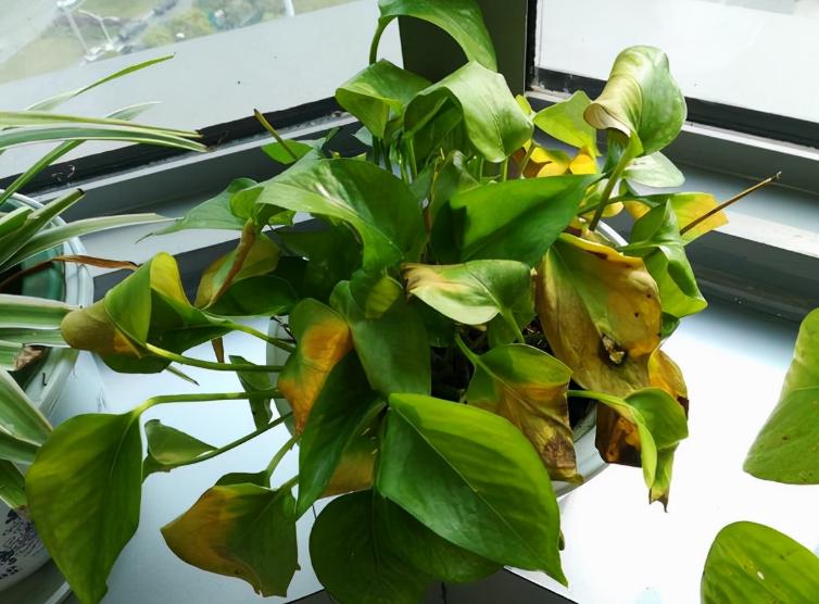 这十种花会招来鬼家里千万别养,家里养3种花忌讳