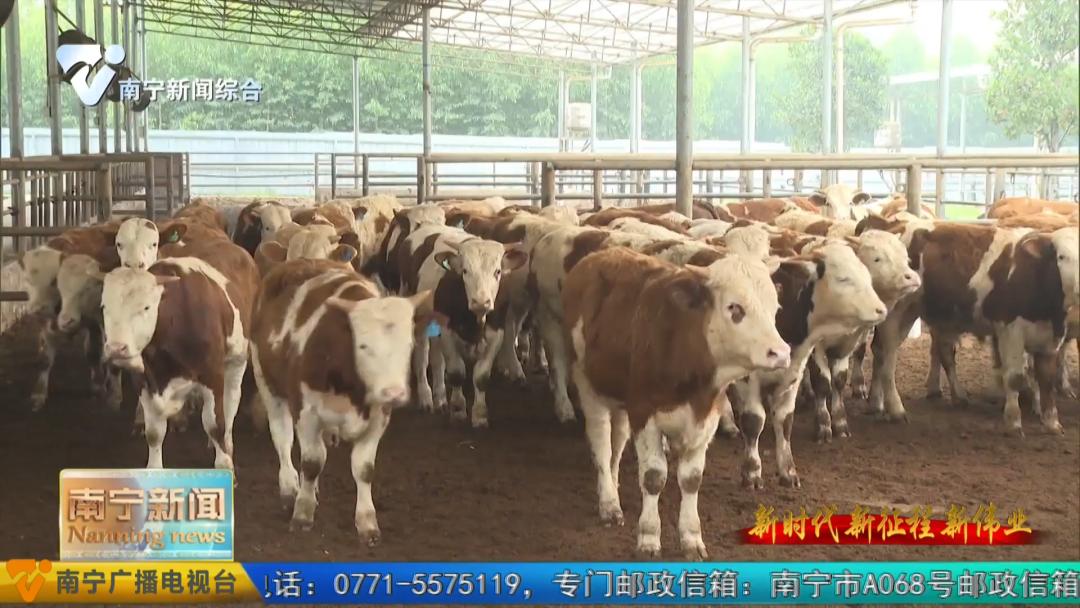 养殖牛致富新模式,养牛致富新项目视频