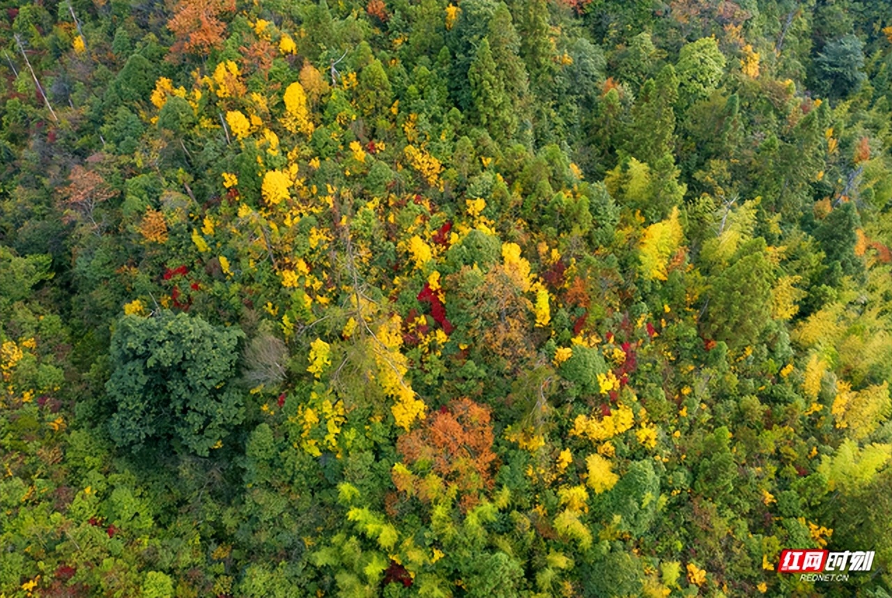 湖南下一个旅游强县，或许就是株洲炎陵