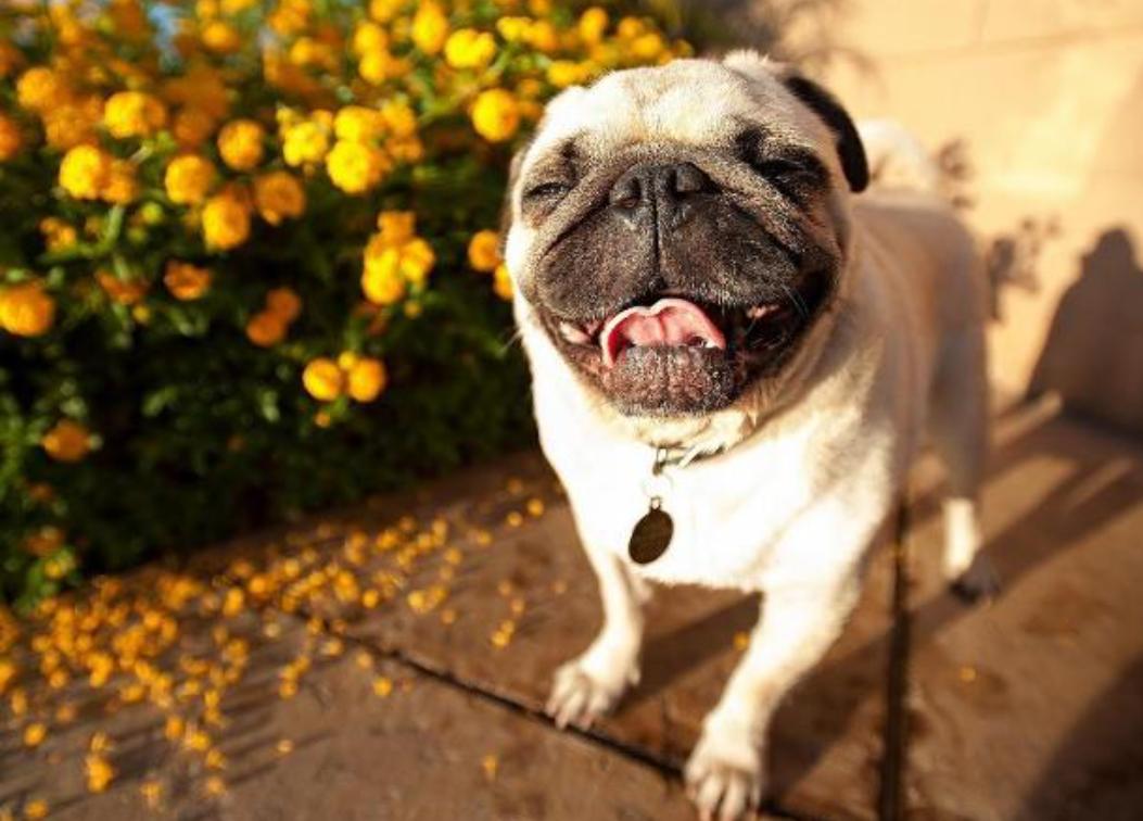 巴哥犬拉肚子又吐怎么办,小巴哥犬流鼻涕拉肚子