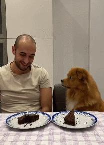 但凡给狗*载下**一个反诈APP，它都不至于被骗这么久