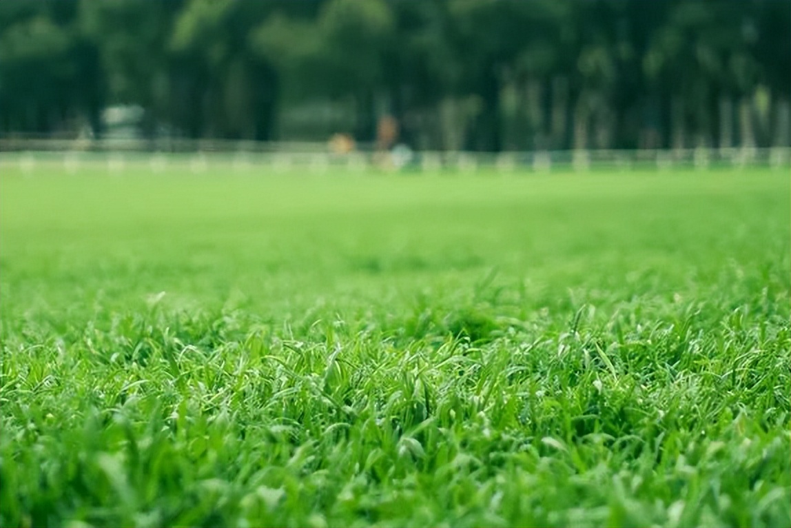 考你个问题，草坪可以踩吗？