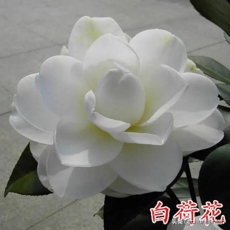 山茶花纯音乐,山茶花