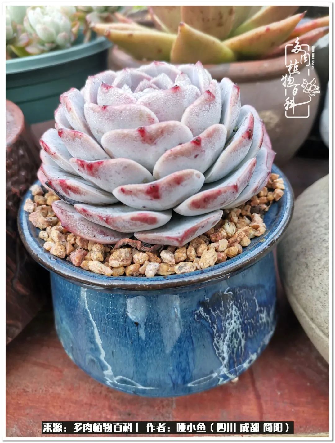 看世间繁华品一生,看世间繁华品人生美味