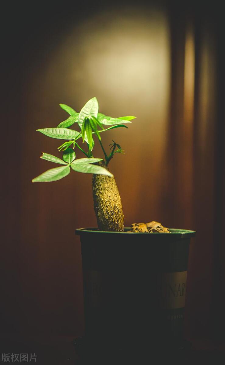 发财树叶子上为什么有粘液,发财树叶子粘液啥原因