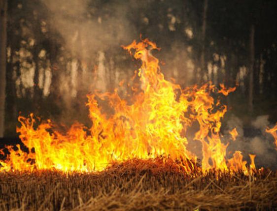 星云大师的舍利子火化画面,星云大师舍利子真实照片