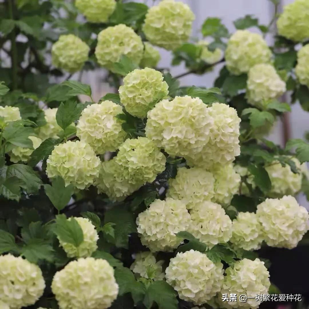 绣球花和球兰花,哪个品种的绣球花球大