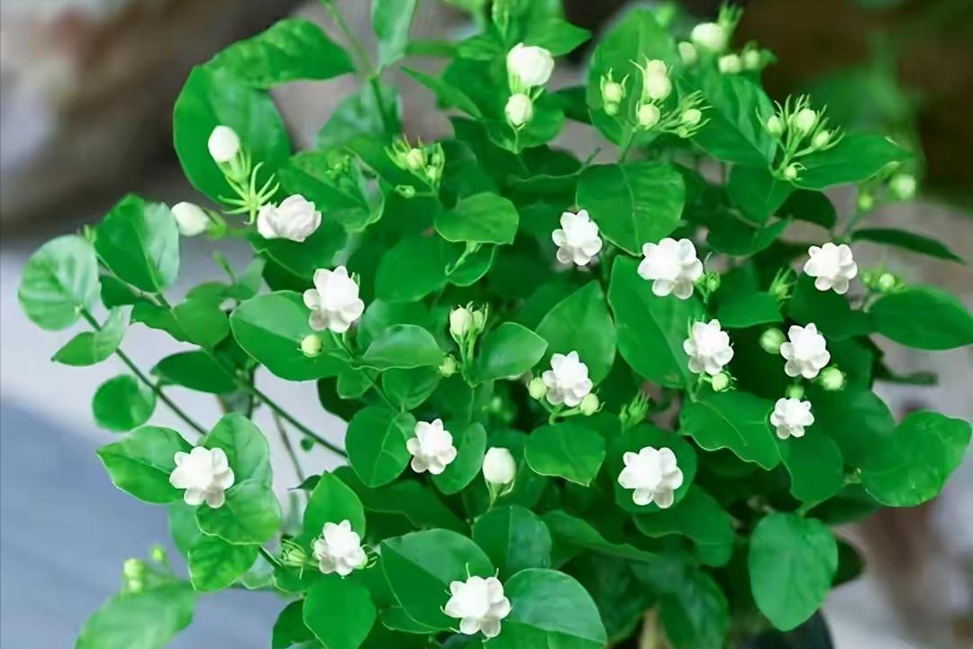 5种“女人花”，随便养一种，能养女人心，摘花泡茶，养颜健康