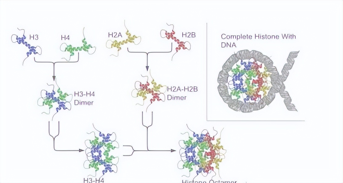 dna甲基化防癌检测的卖点,dna甲基化利器