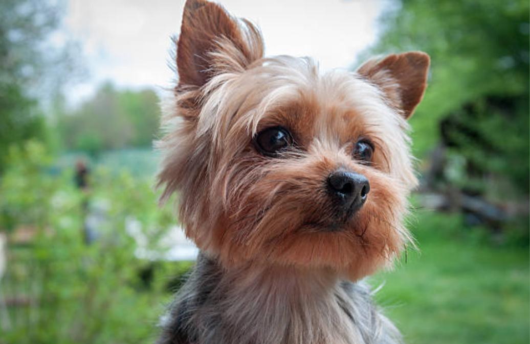 约克夏犬的优点与缺点,约克夏梗犬缺点