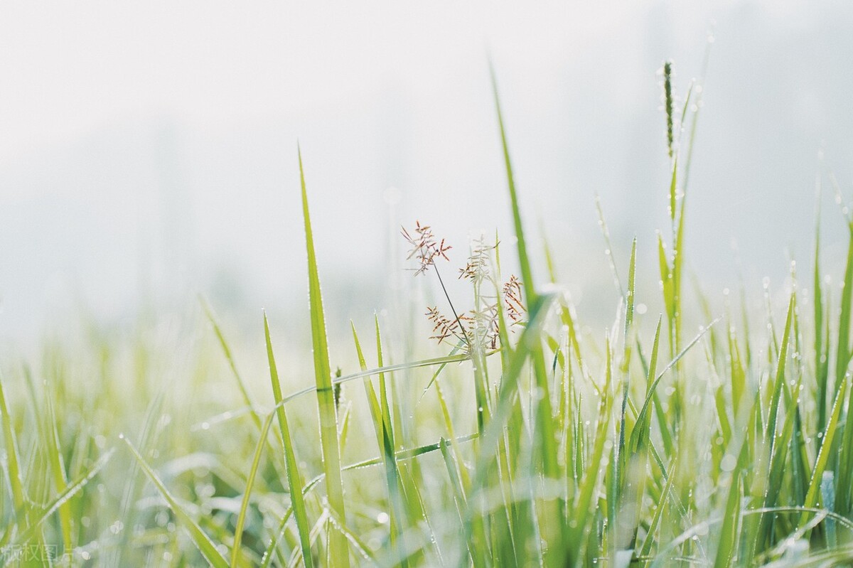 头条抄书打卡第四条之春天的古诗