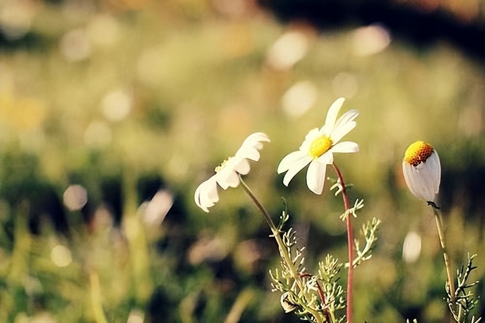 三种老人晚年很有福气越活越幸福,老人晚年生活幸福需要具备的心态