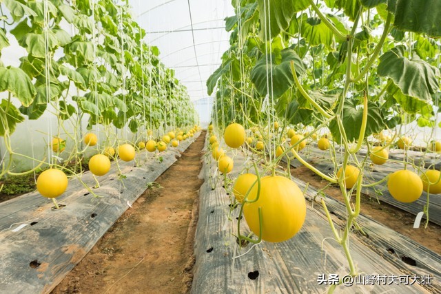 甜瓜烂瓜最佳防治方法,甜瓜烂瓤是怎么回事