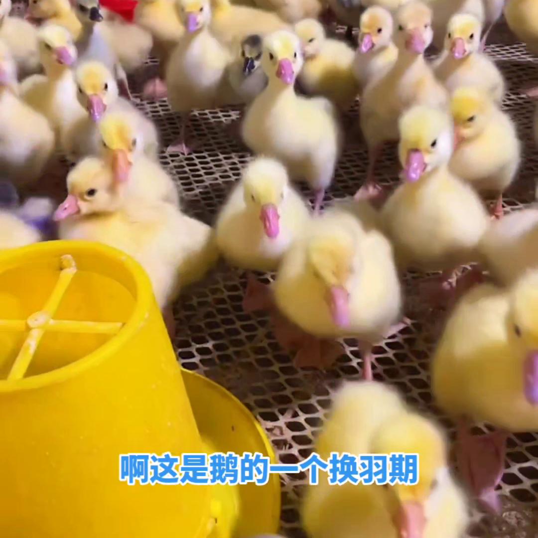 养鹅的基础知识和方法,养鹅必须具备的5个基本知识