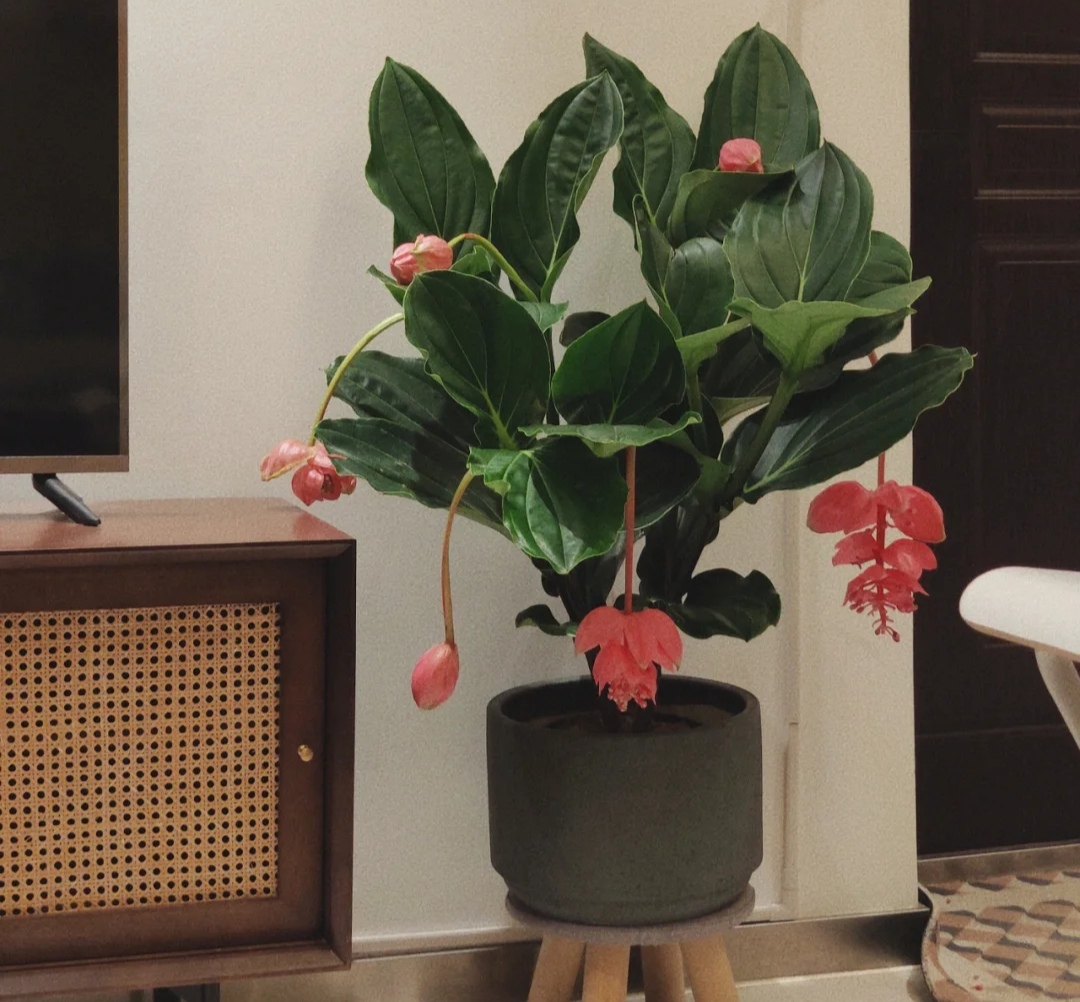 最美花王,花王宝莲灯