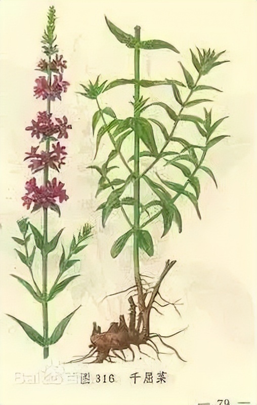 植物识别小口诀，总结的太全了！