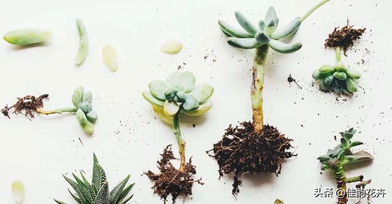 花卉绿植扦插繁殖方法视频播放,各种花卉的扦插视频教程