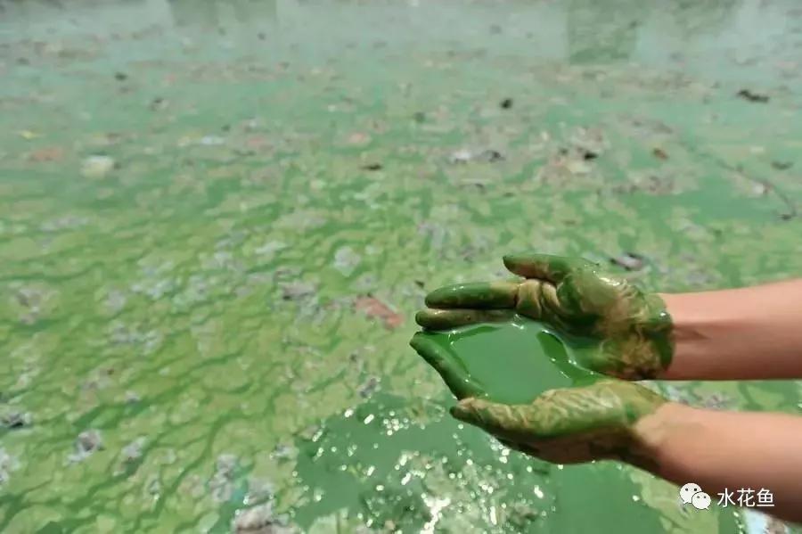 水体中的浮游动物,浮游植物与水华的关系