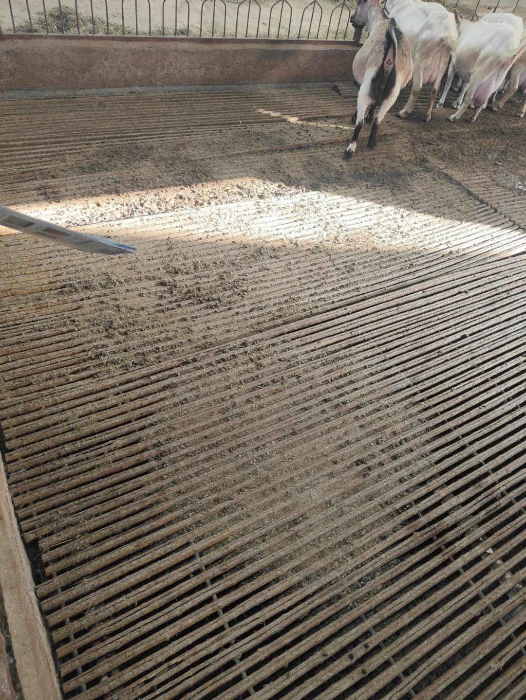 用竹子做的羊床能用几年,竹子养殖羊床制作方法