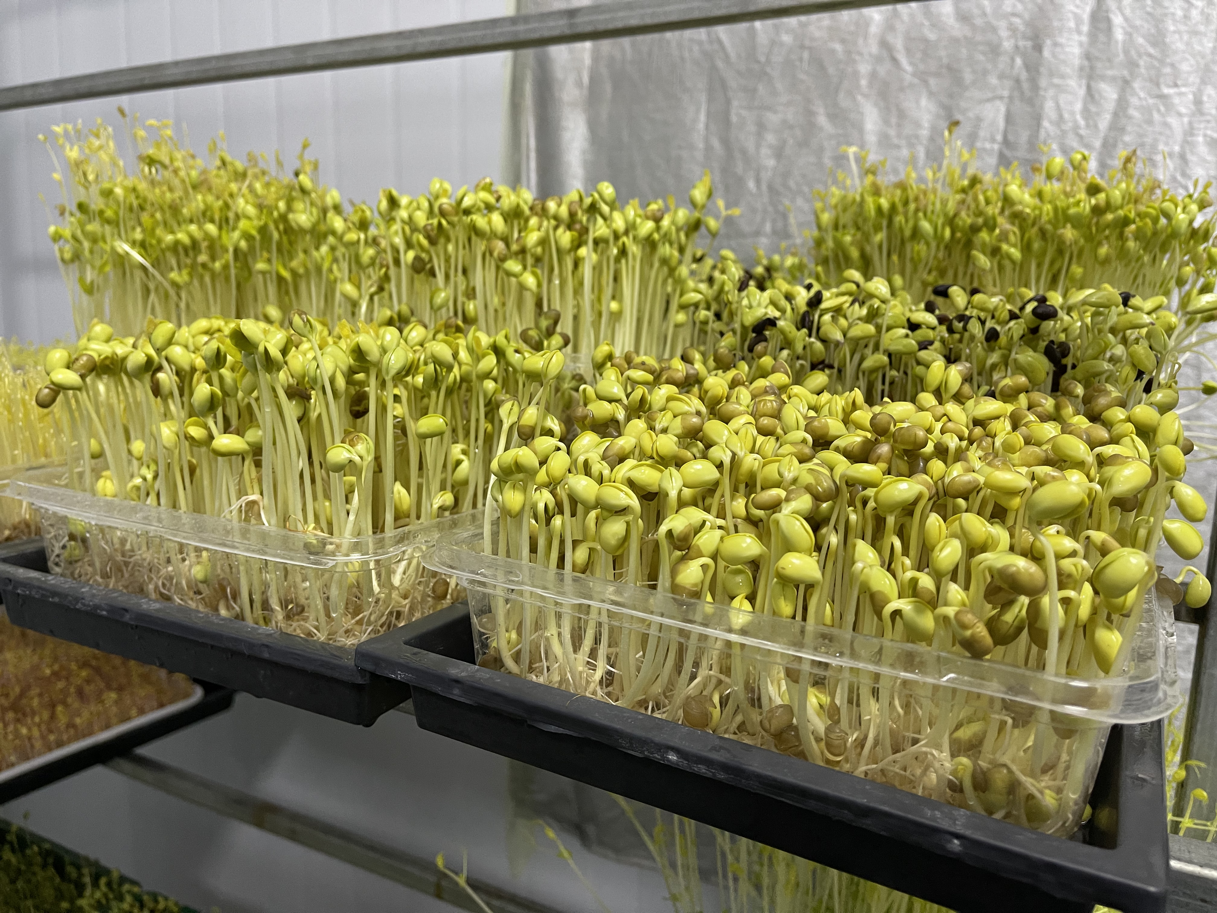 临沂芽苗菜栽培技术学习,山东潍坊芽苗菜技术哪家最强