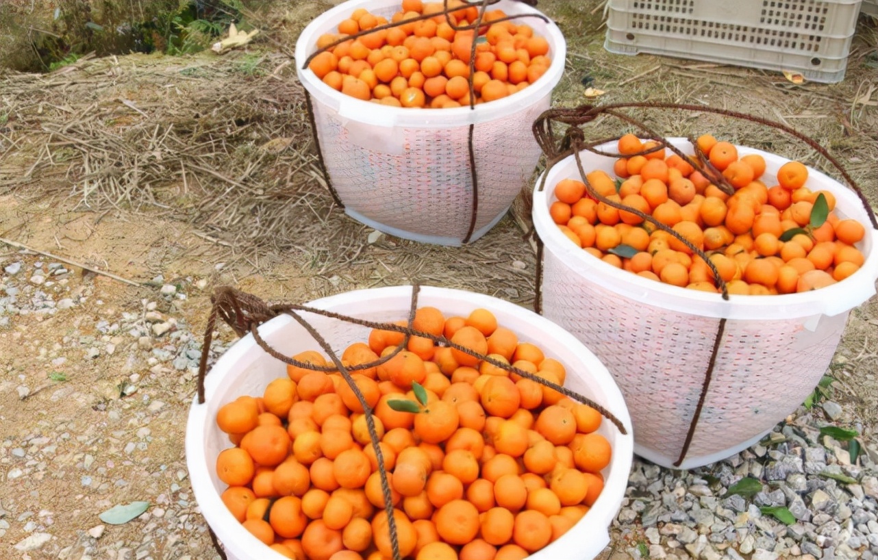 曾经正当的水果如今无人问津,曾经的高端水果砂糖橘