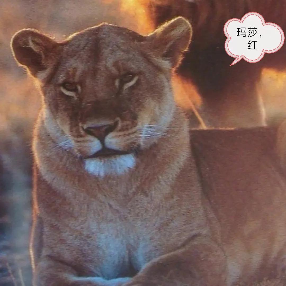 玛莎讲述成长经历,玛莎经典故事