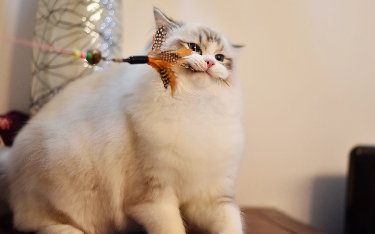 网上买猫真的全部不靠谱吗,猫市场买猫要注意什么