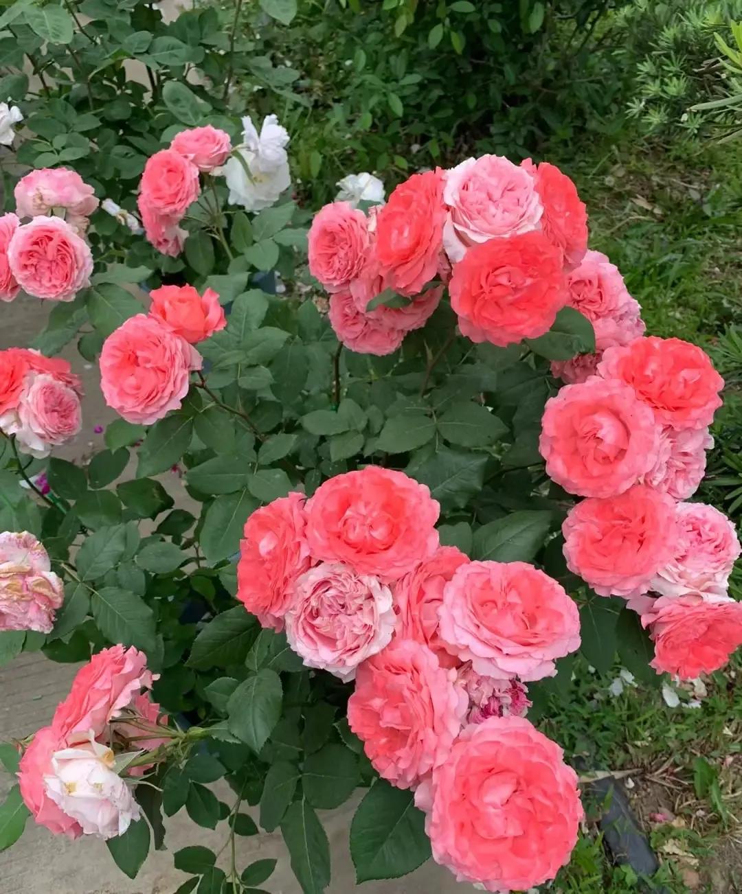 珊瑚果冻月季优缺点,珊瑚果冻月季图片