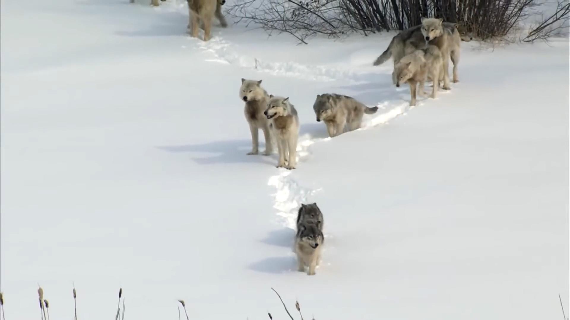 牧羊犬遭受狼群袭击,牧羊犬为什么叛变加入狼群