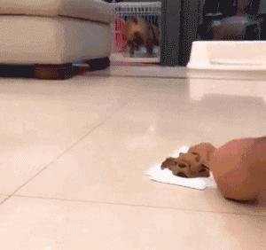 狗狗吃驱虫药拉稀,狗狗拉稀怎么回事啊