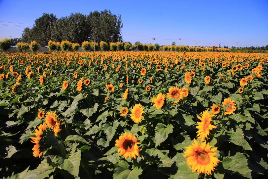 北京周边的向日葵花海,顺义向日葵花海