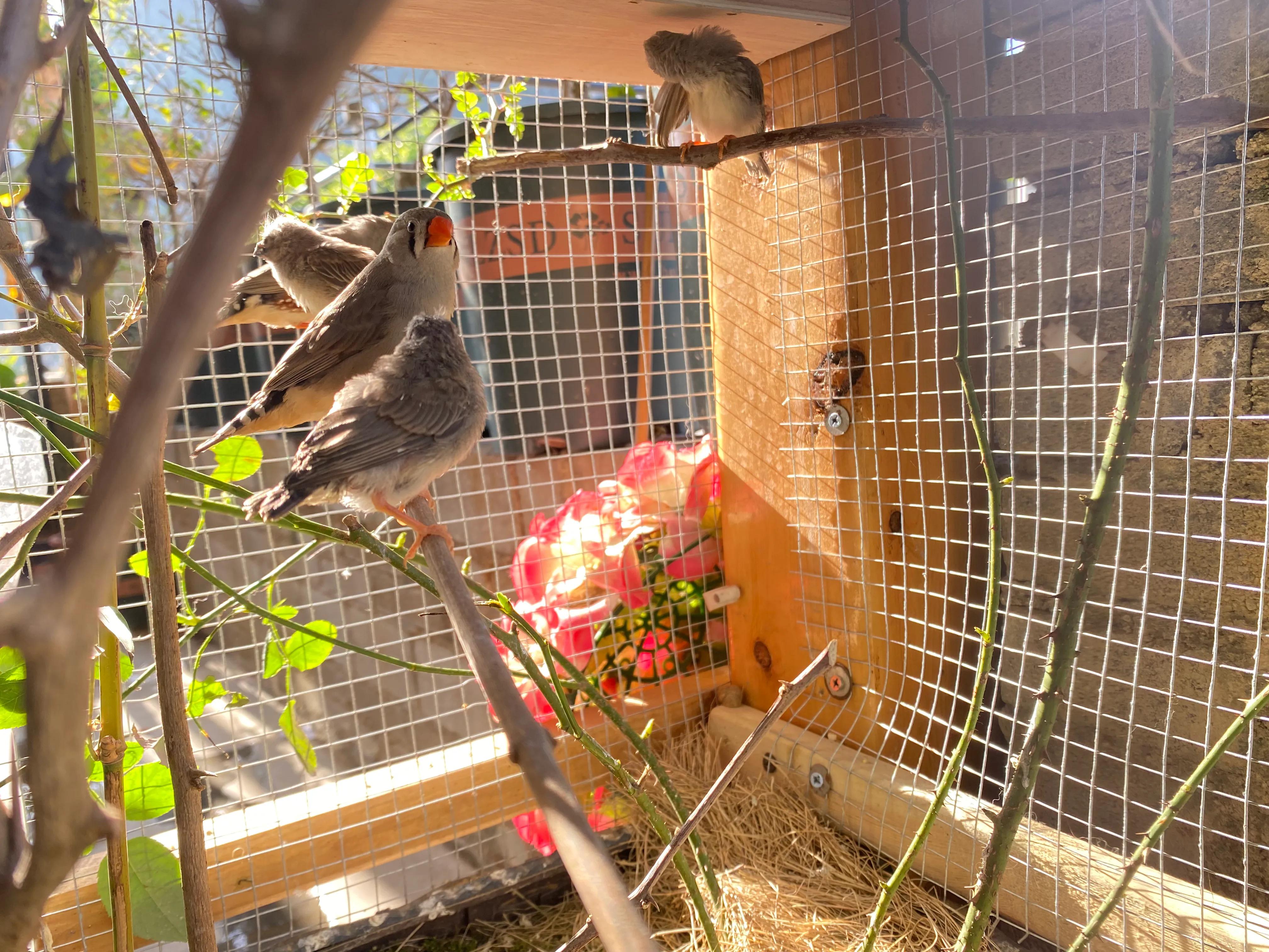 养珍珠鸟的体验！原生态喂养！养出靓丽毛色小鸟！肥肥胖胖的