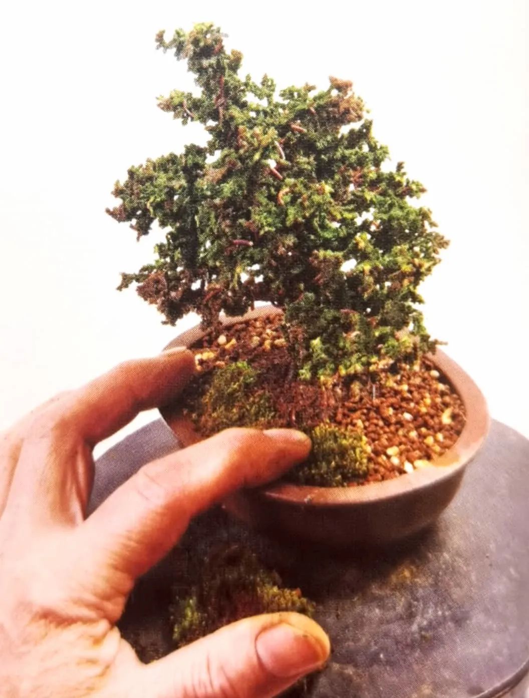 苔藓盆景怎么养水苔,苔藓盆景的养殖方法解答