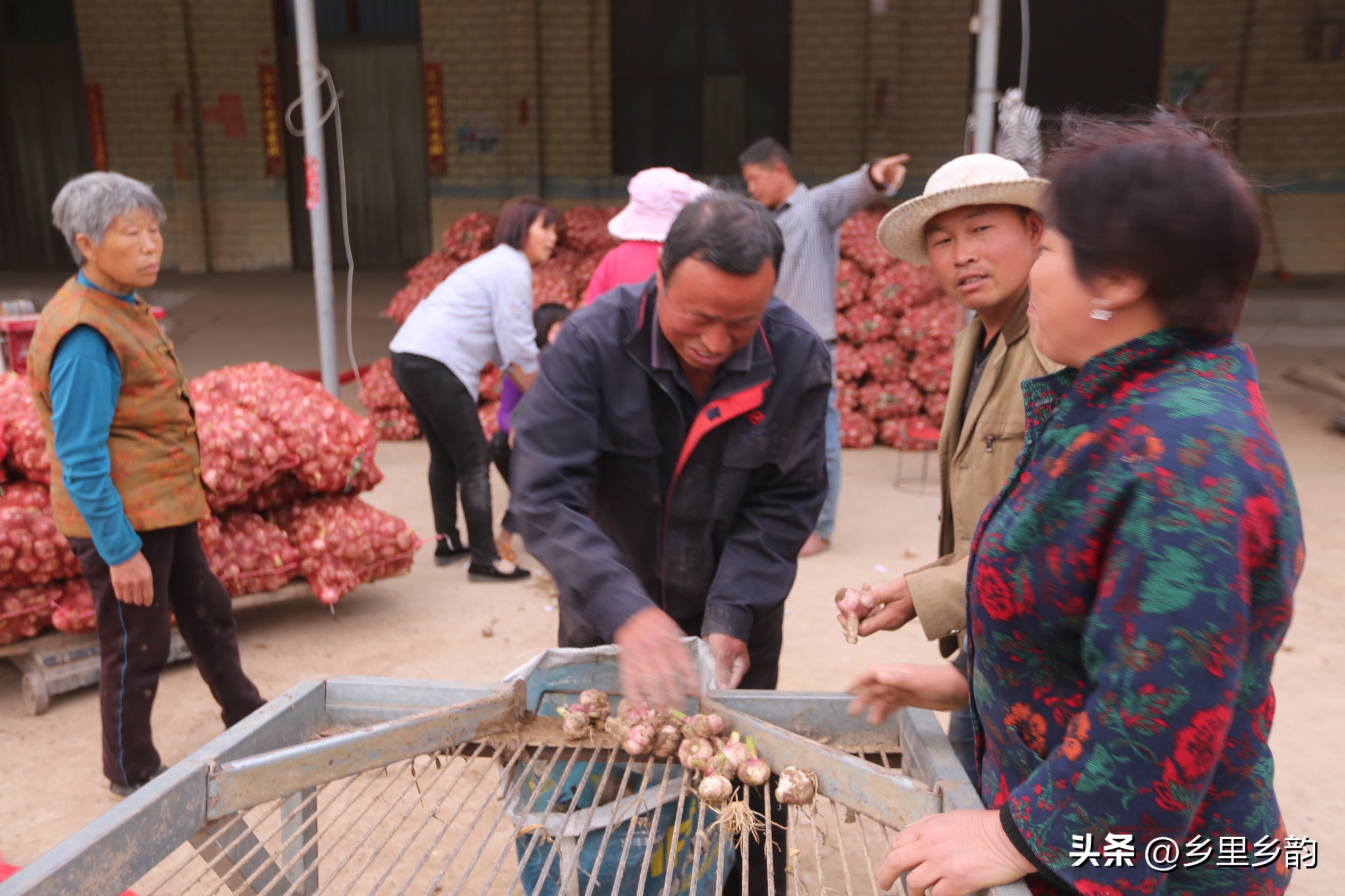 一亩地大蒜卖了5000块钱,农民卖好多蒜可以赚多少