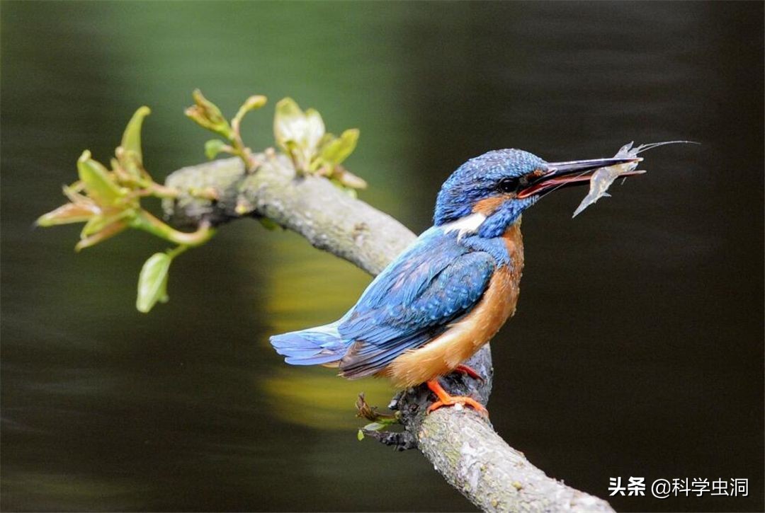 天津一女子买鸟头吊坠被判刑10年,天津女子买吊坠获刑十年