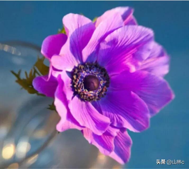 鲜花五彩缤纷争奇斗艳,最美鲜花一年四季都在争艳怒放