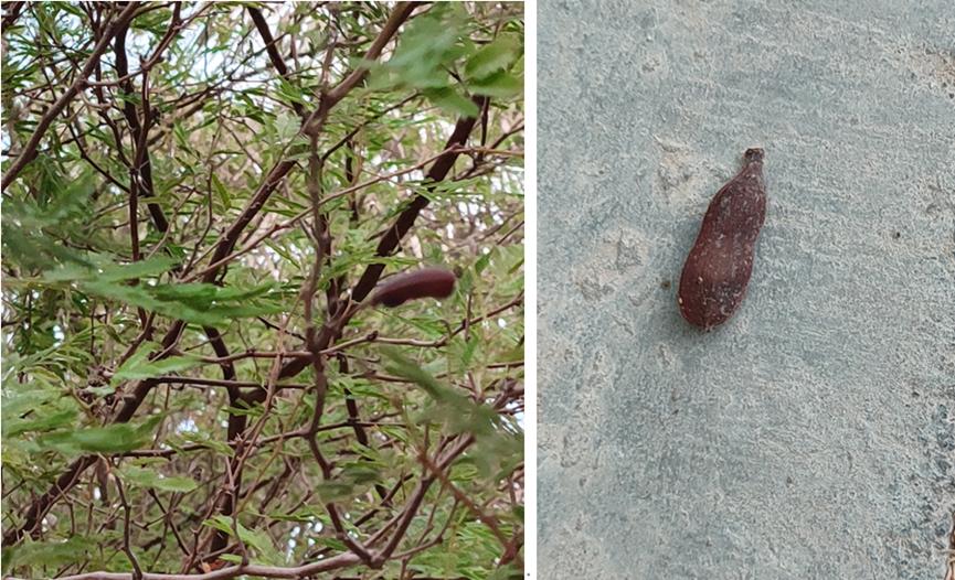 迪拜适合养什么植物,迪拜常见花草