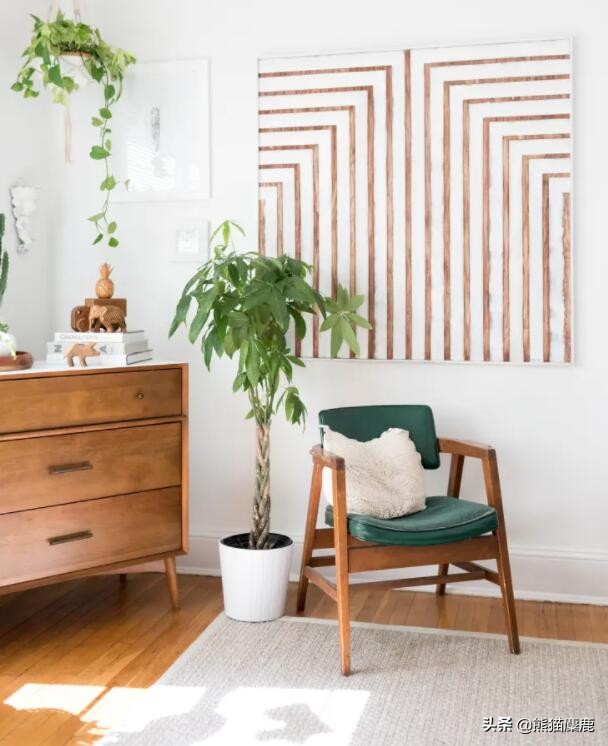 摇钱树怎么浇水才能多发芽,植物摇钱树怎么养图片