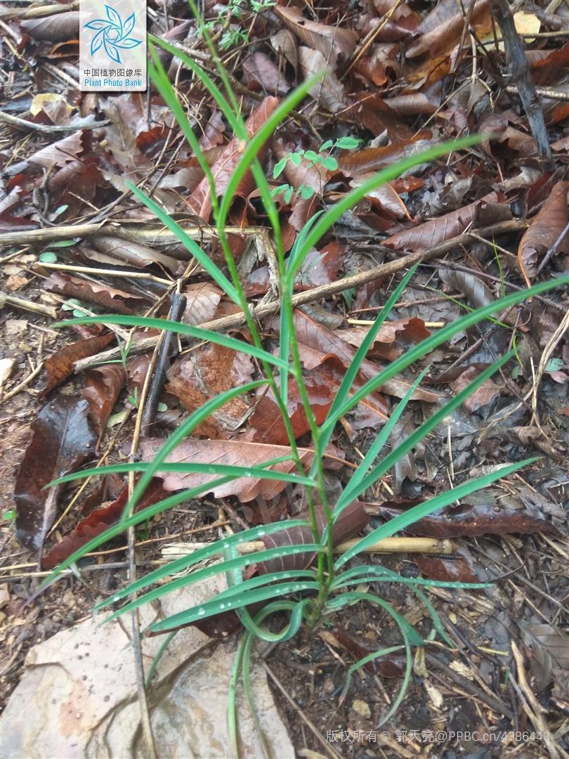 欣擎茹草踏春来·柴胡