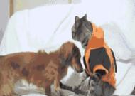 沙雕撩人幽默冷笑话,冷笑话沙雕搞笑句子大全