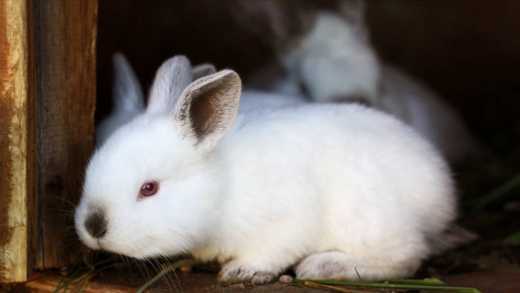 刚出生的仔兔怎么照顾,刚产下的兔仔怎么管理