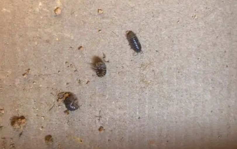 床上有潮虫怎么解决,怎么消灭床上的潮虫