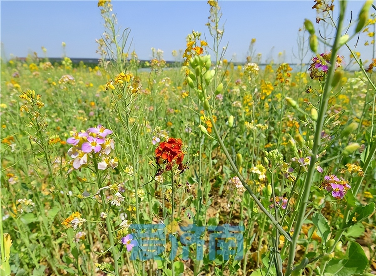 夏色初染泉城一起来找找济南府里的中国色吧~