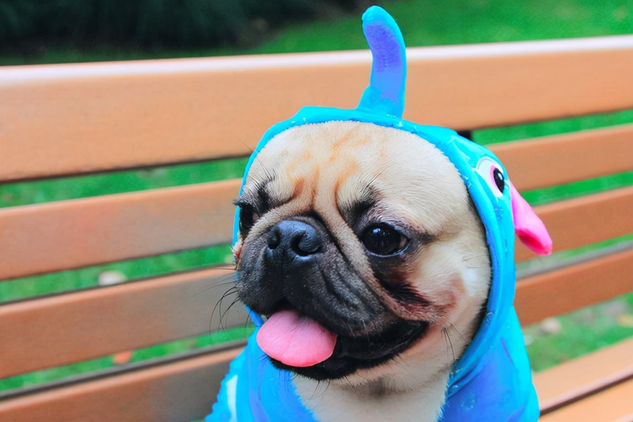 巴哥犬呕吐带白色沫,八哥呕吐食物