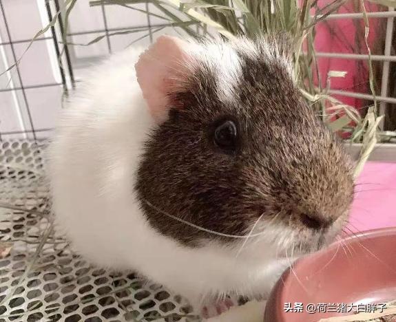 荷兰猪脚趾头肿了怎么办,荷兰猪的前爪肿了是因为什么